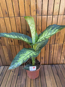 Dieffenbachia Tropic Snow