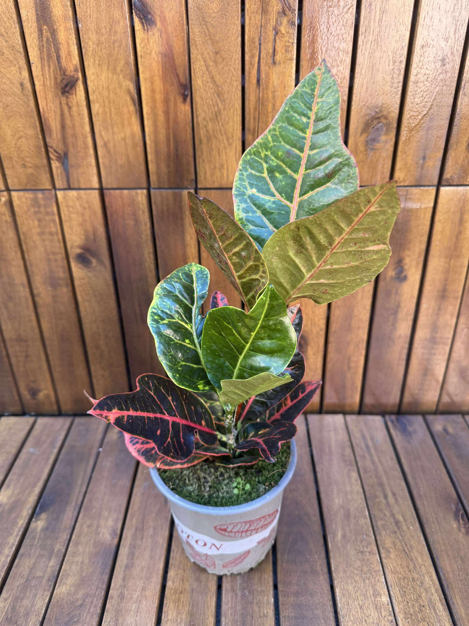 Croton Excellent