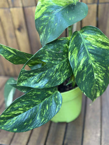 Epipremnum Cintho