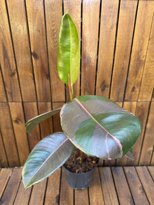 Ficus Pink Camouflage