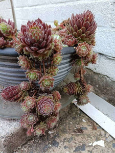 Sempervivum