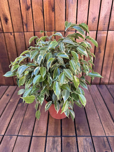 Ficus Benjamin Kinki