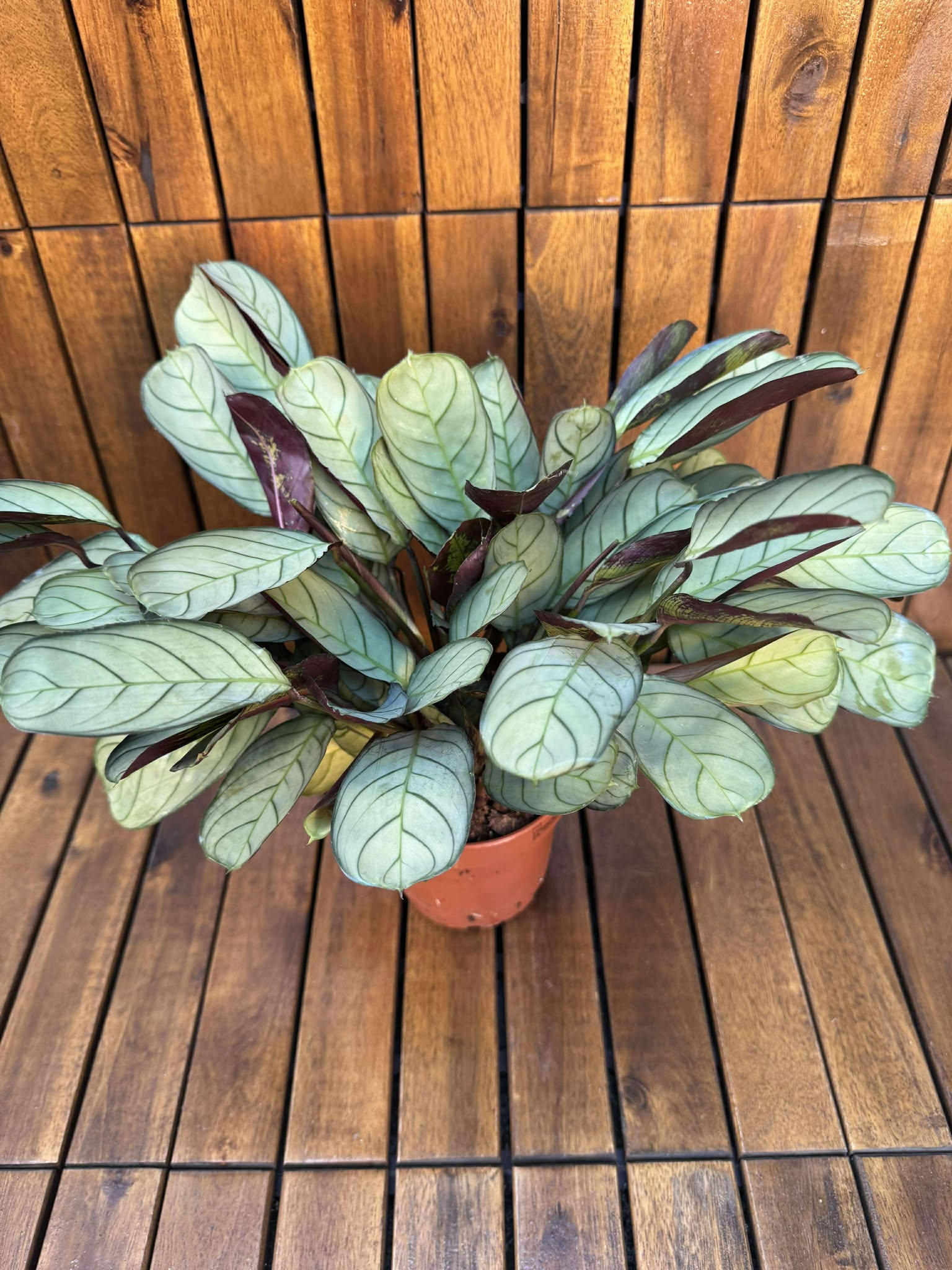 Ctenanthe Amagris