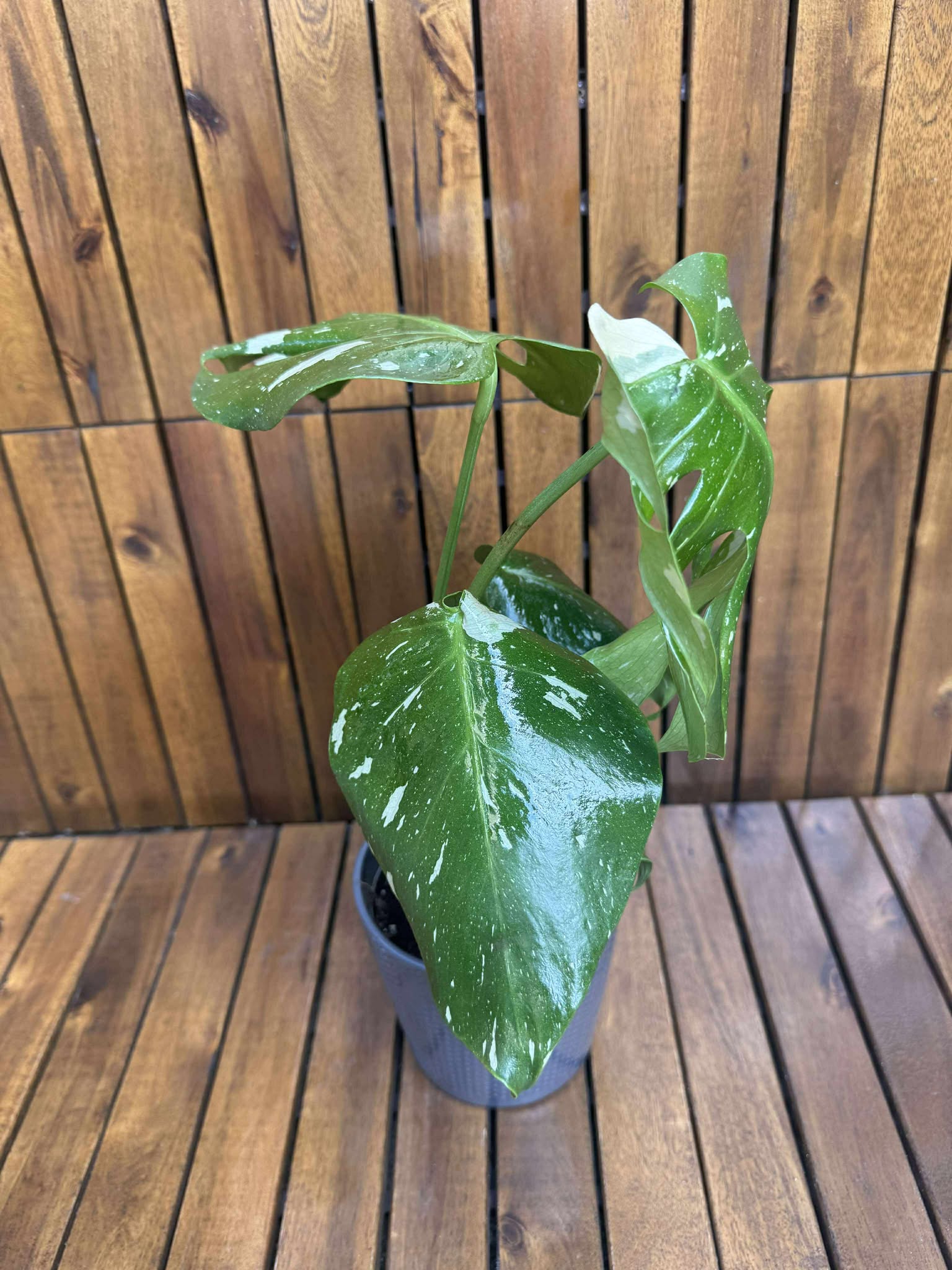 Monstera Thai Constellation (exemplarul din foto)