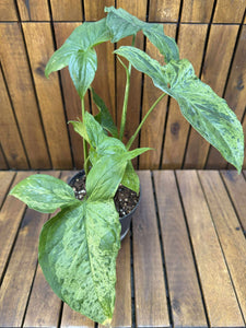 Syngonium Mottled