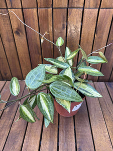 Hoya Latifolia Pot of Gold