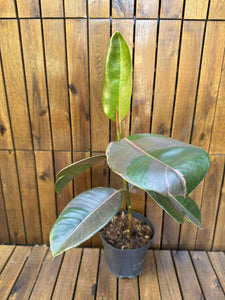 Ficus Pink Camouflage