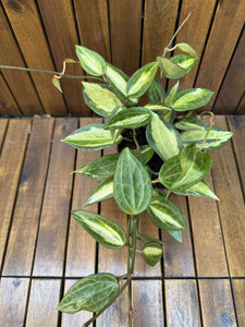 Hoya Latifolia Pot of Gold