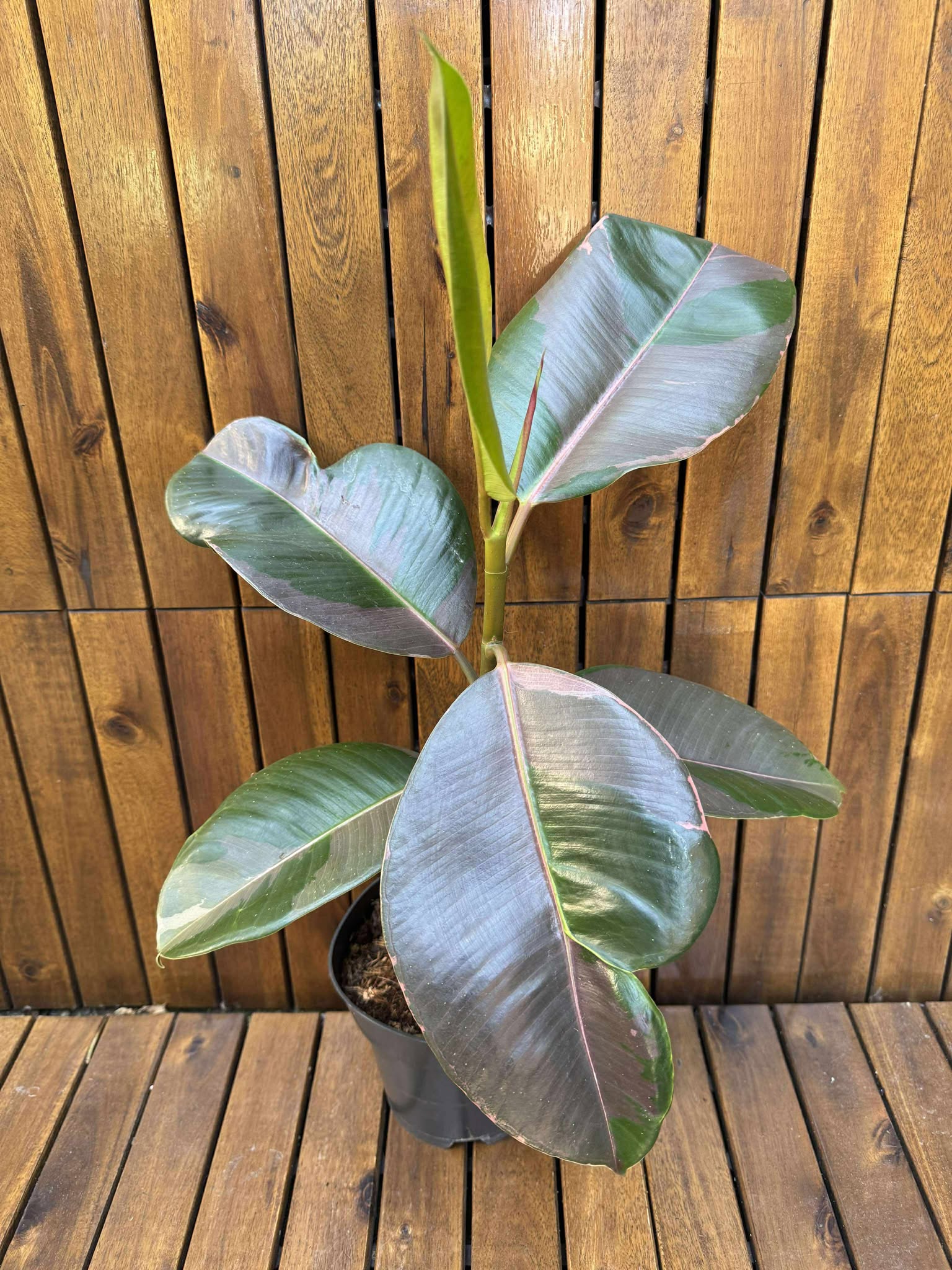 Ficus Pink Camouflage