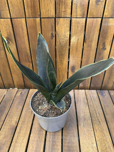Sansevieria Black Diamond