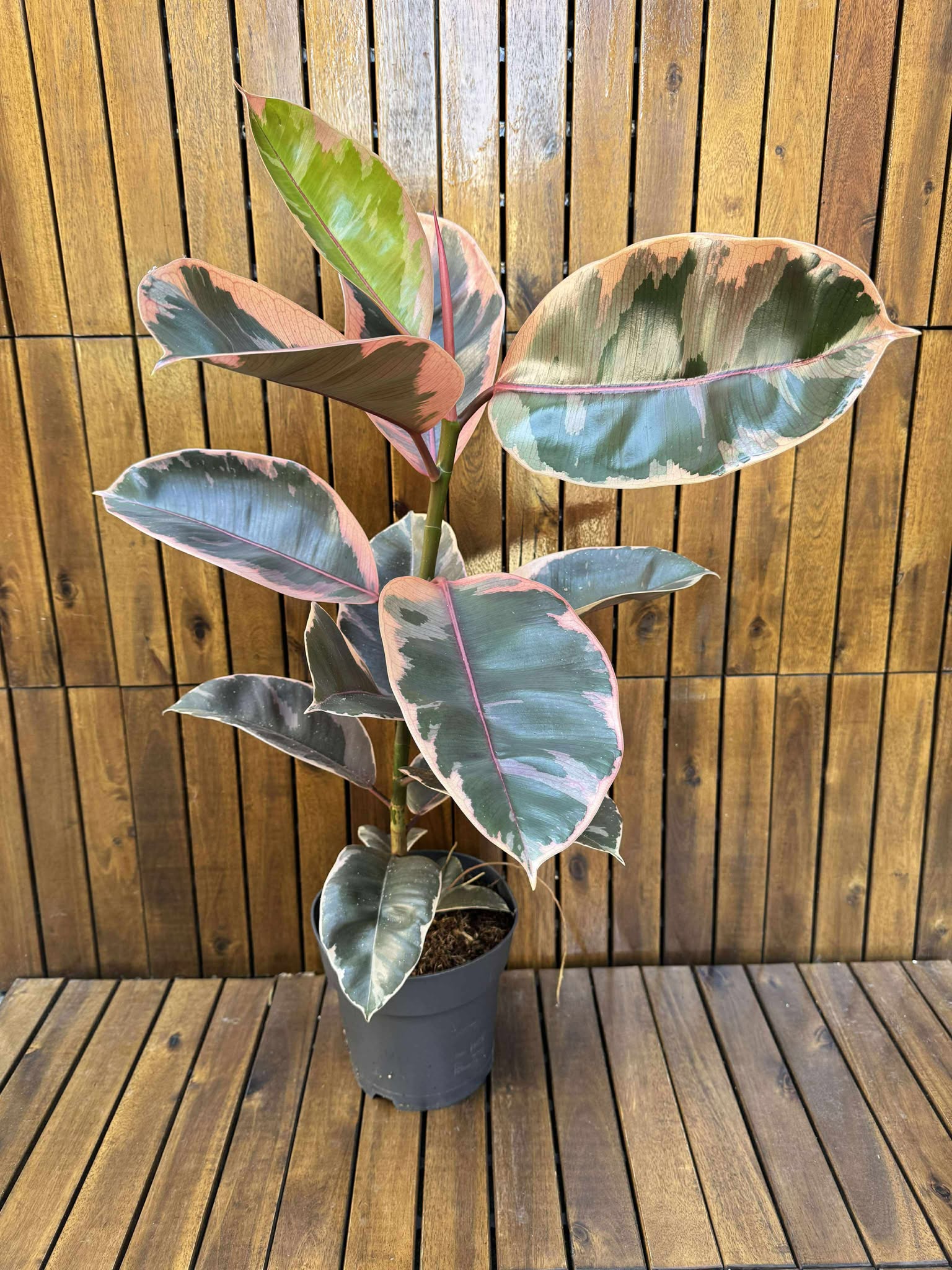 Ficus Elastika Belize