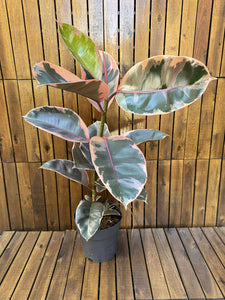 Ficus Elastika Belize