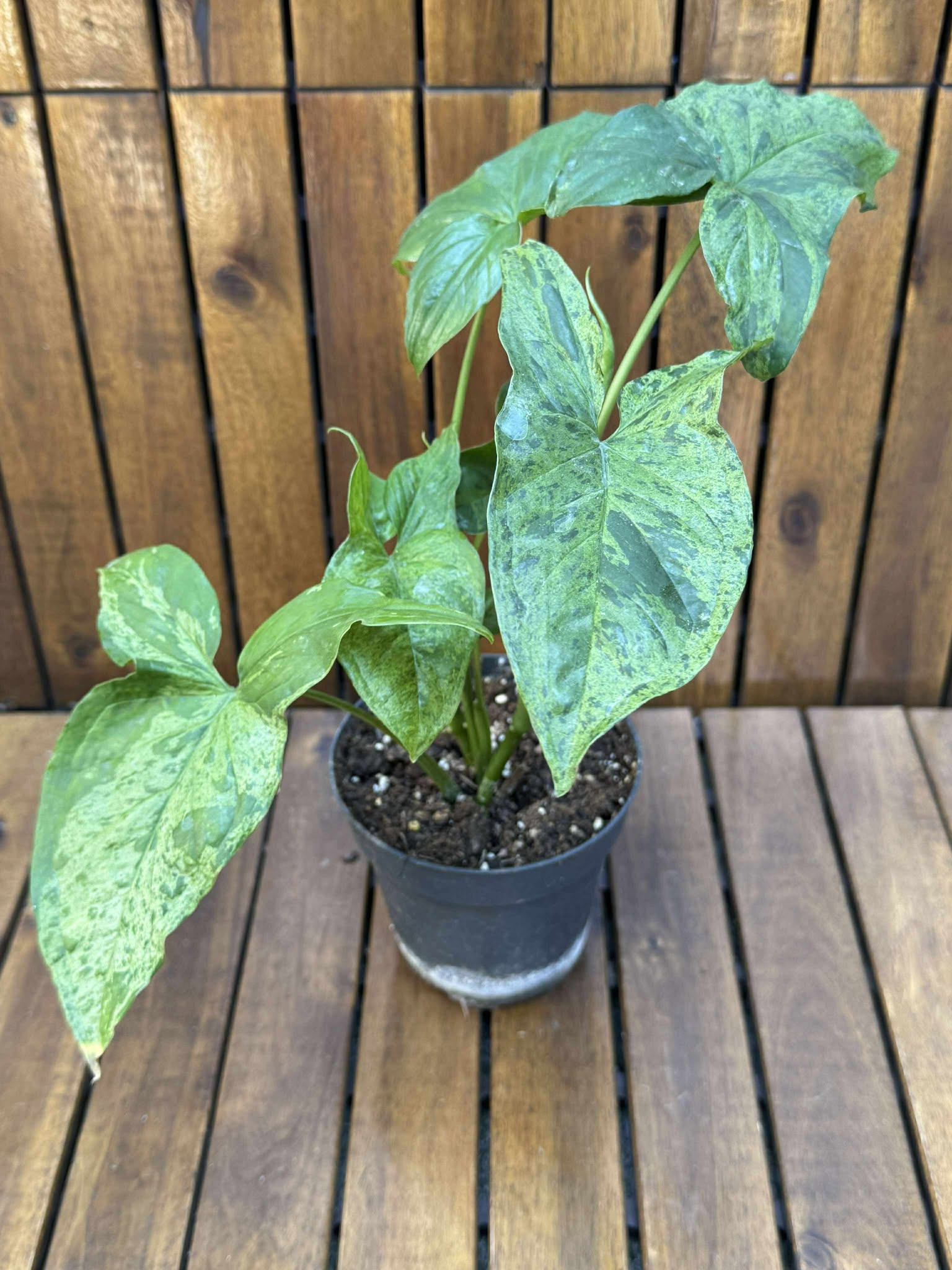 Syngonium Mottled