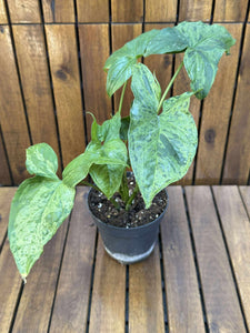 Syngonium Mottled