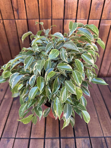 Ficus Benjamin Kinki