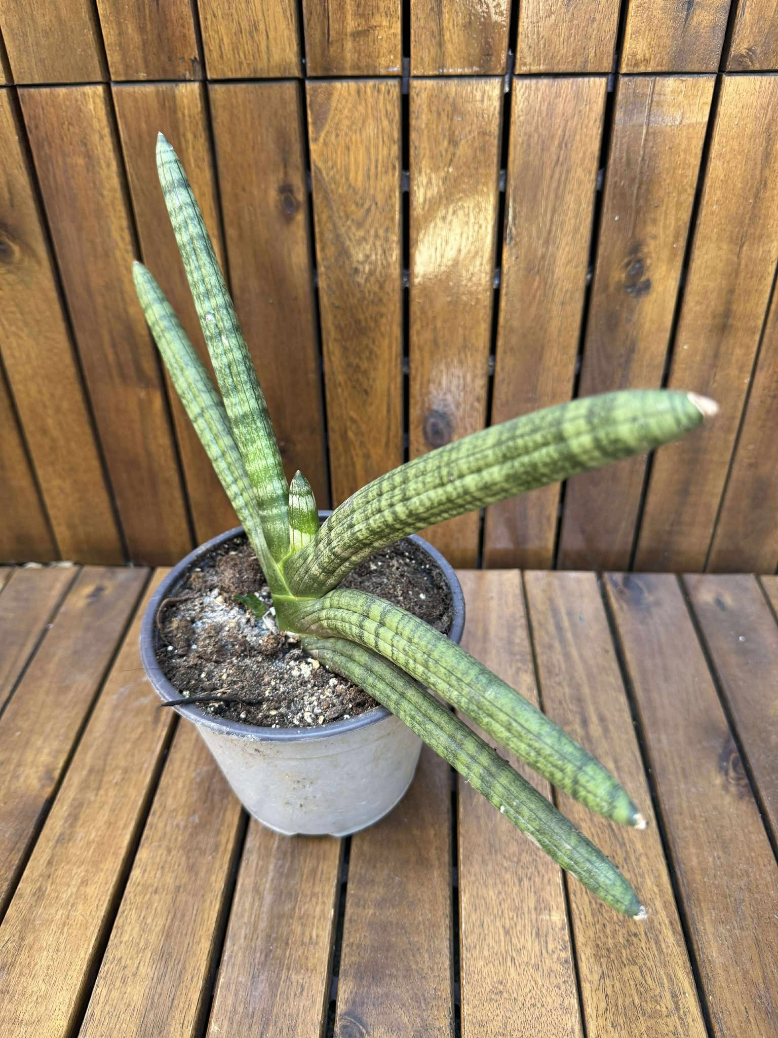 Sansevieria Cilindrica