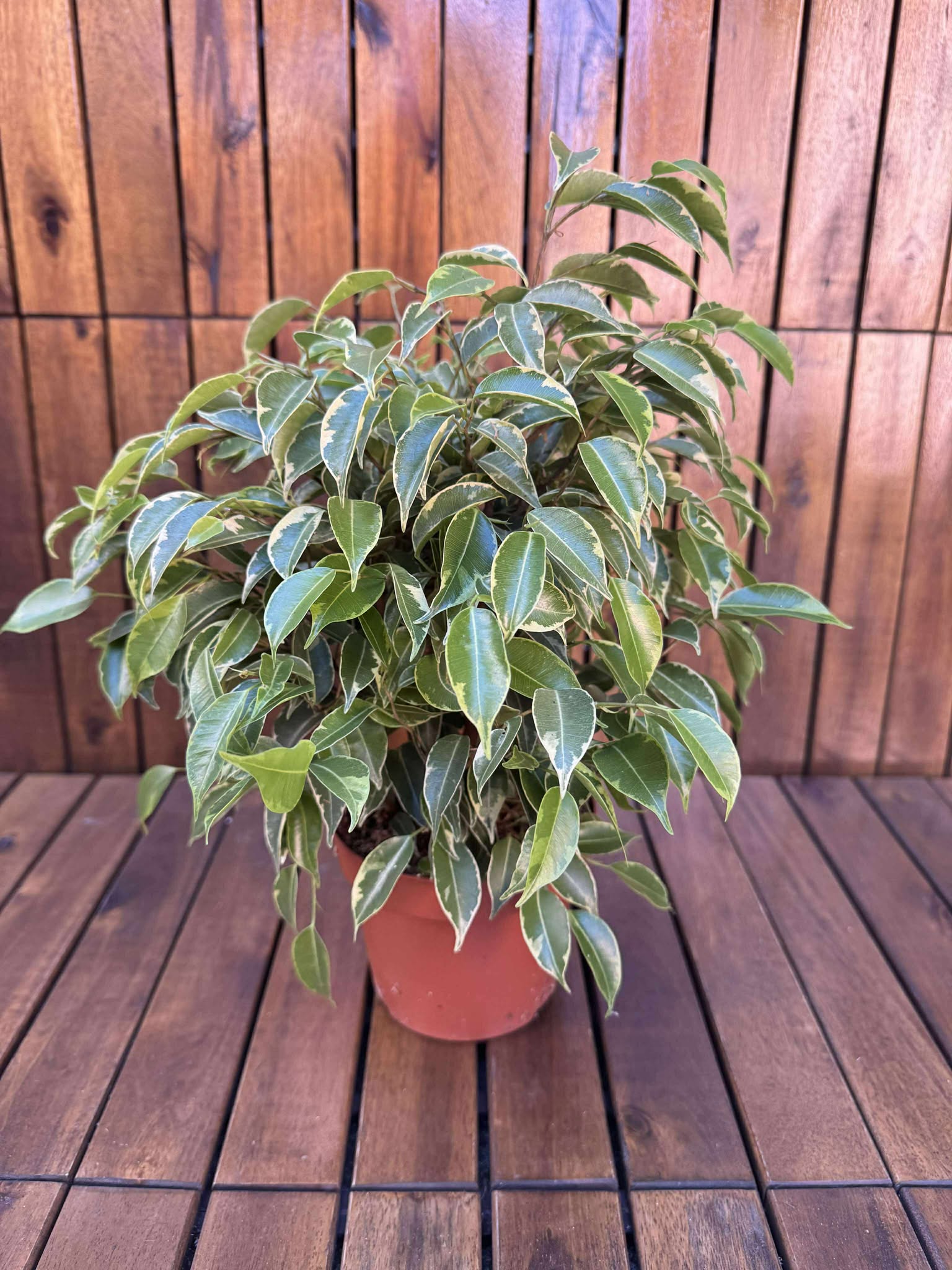 Ficus Benjamin Kinki