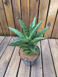 Sansevieria