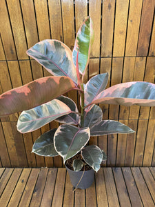 Ficus Elastika Belize