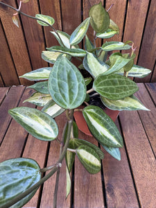 Hoya Latifolia Pot of Gold
