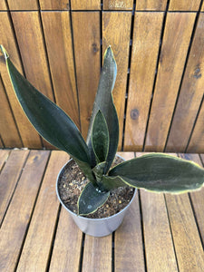 Sansevieria Black Diamond