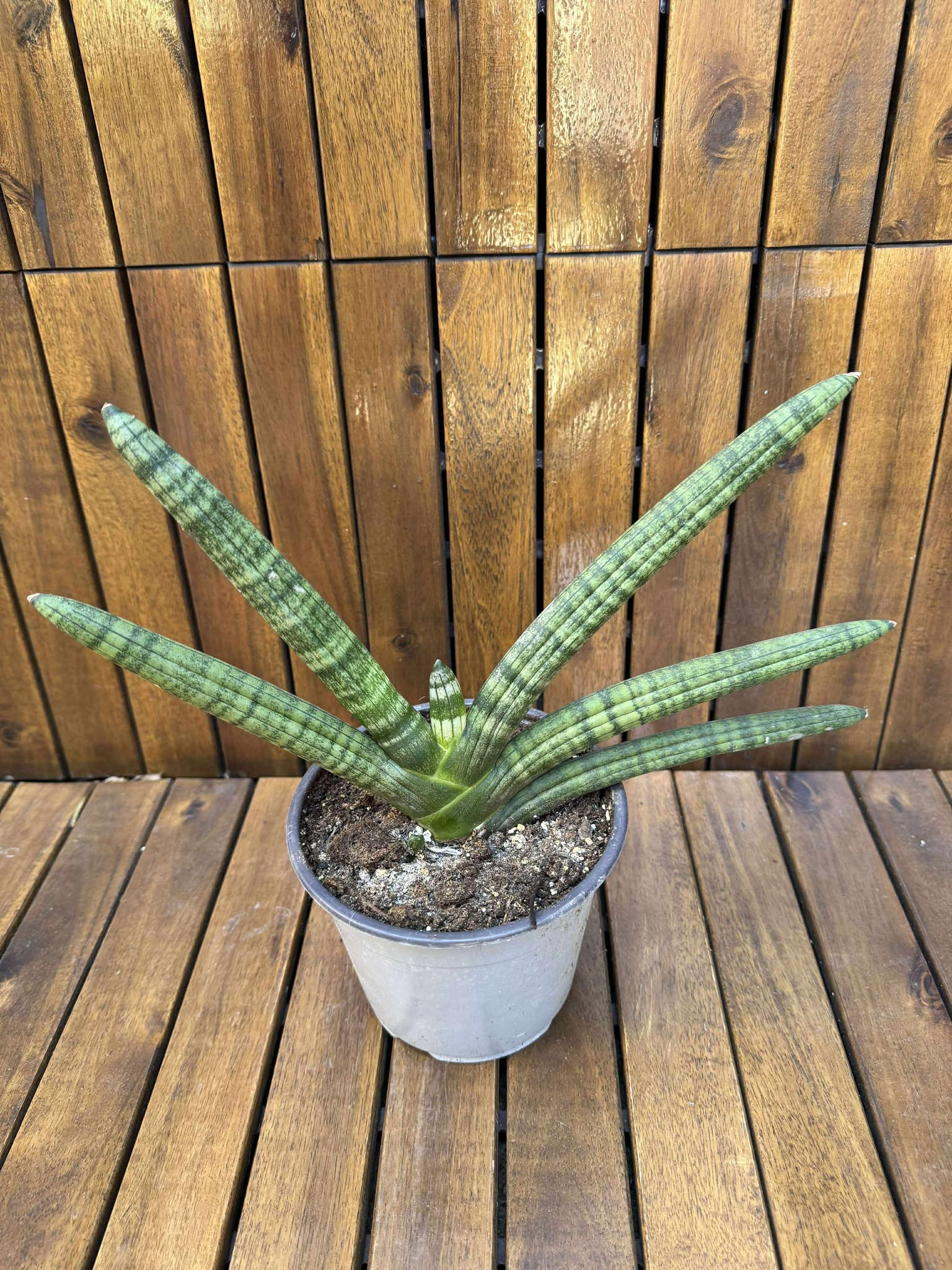 Sansevieria Cilindrica
