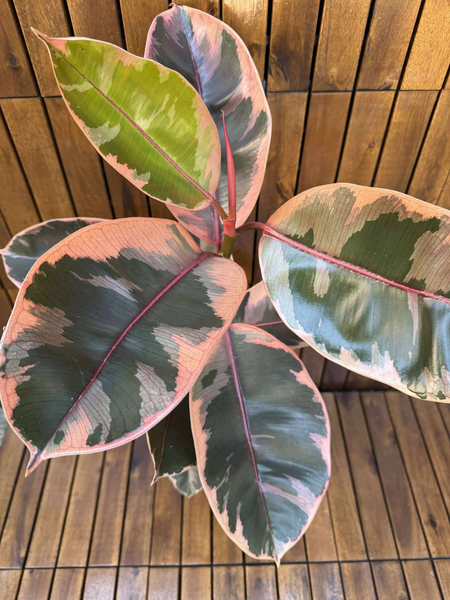 Ficus Elastika Belize