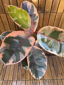 Ficus Elastika Belize
