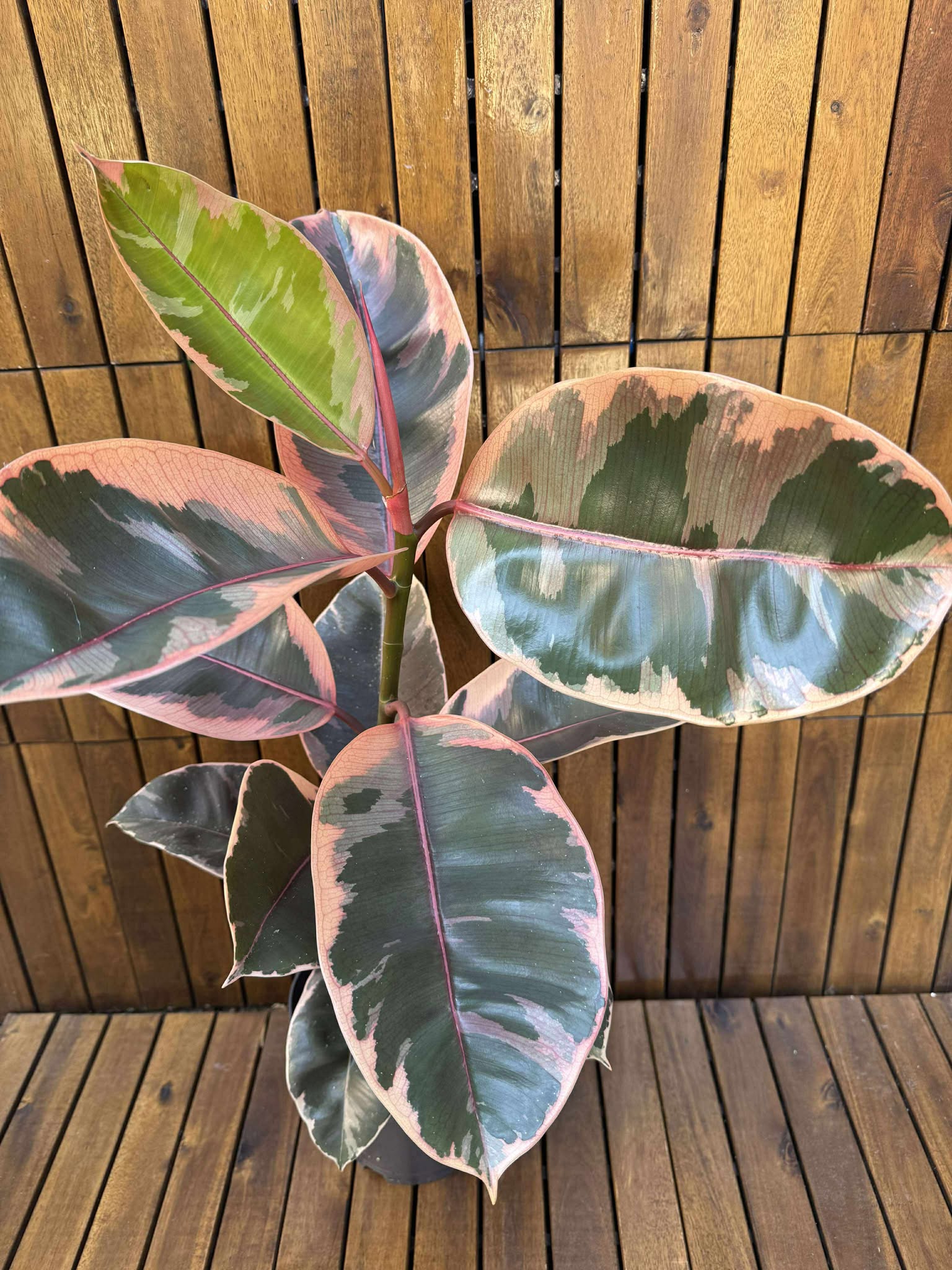 Ficus Elastika Belize