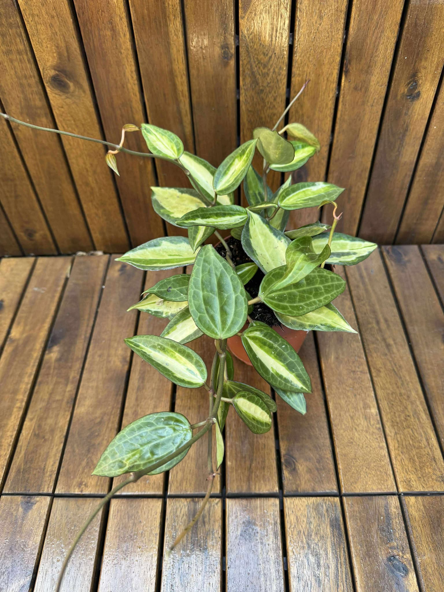 Hoya Latifolia Pot of Gold