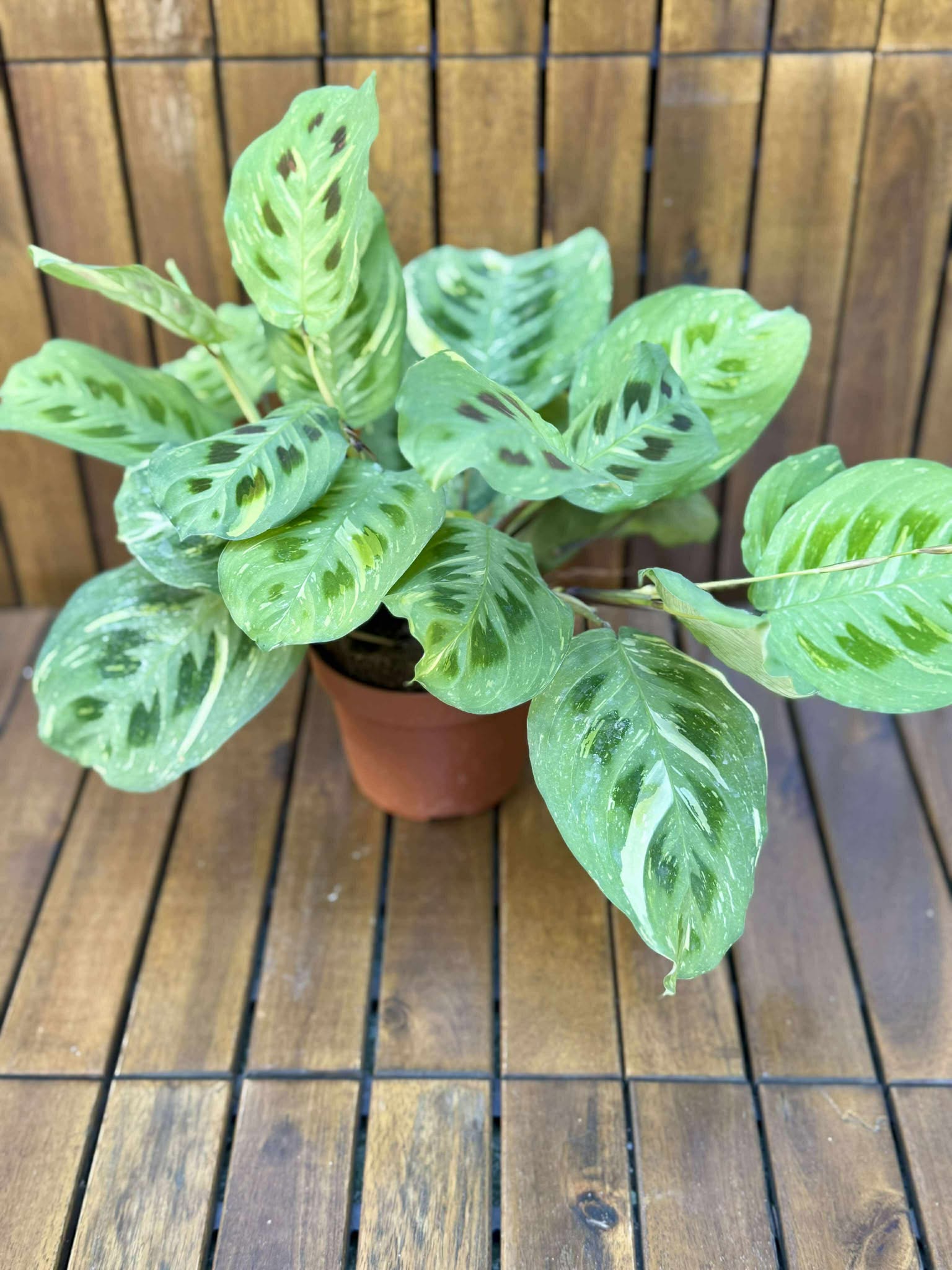 Marantha Fiesta