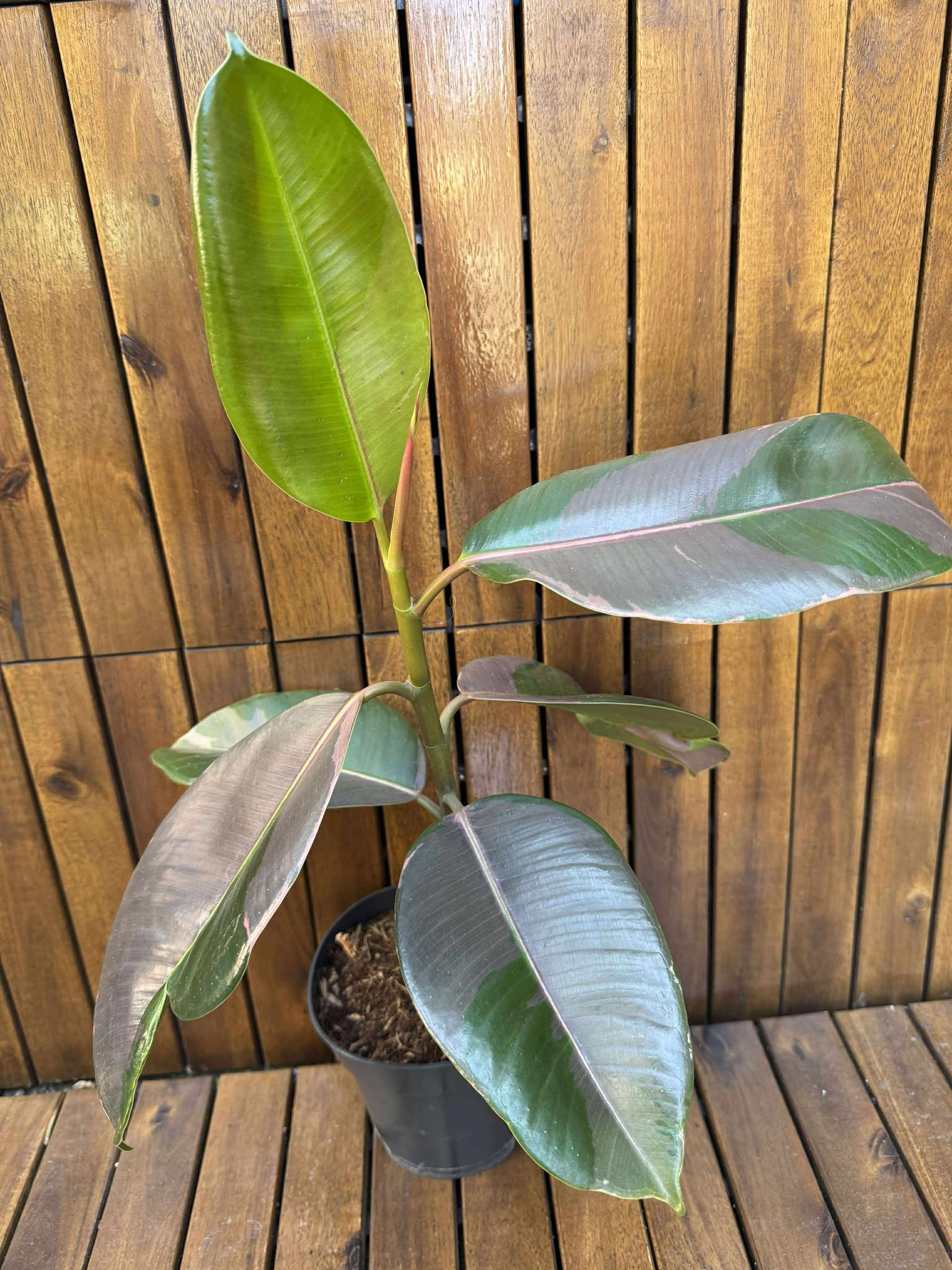 Ficus Pink Camouflage