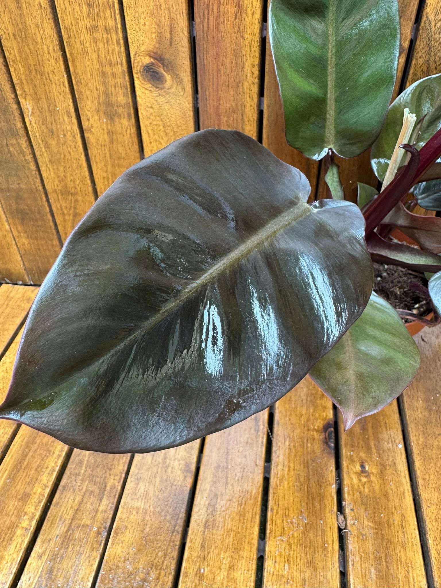 Philodendron Black Cardinal