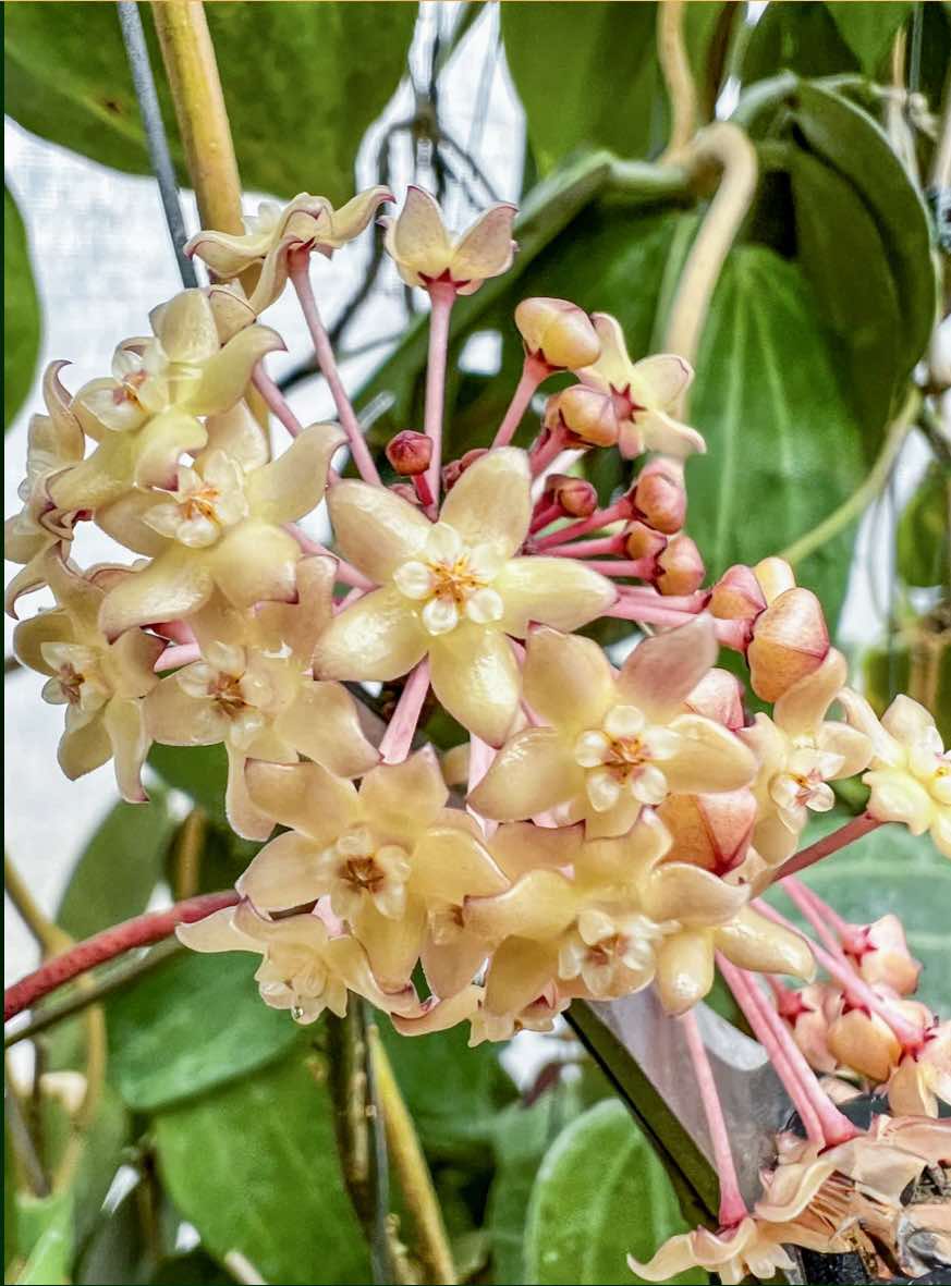 Hoya Latifolia Pot of Gold