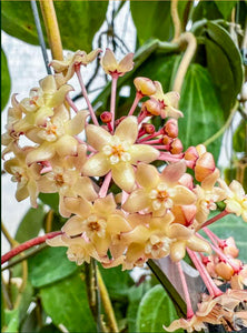 Hoya Latifolia Pot of Gold