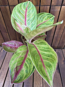 Aglaonema Golden Fluorite