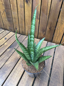 Sansevieria