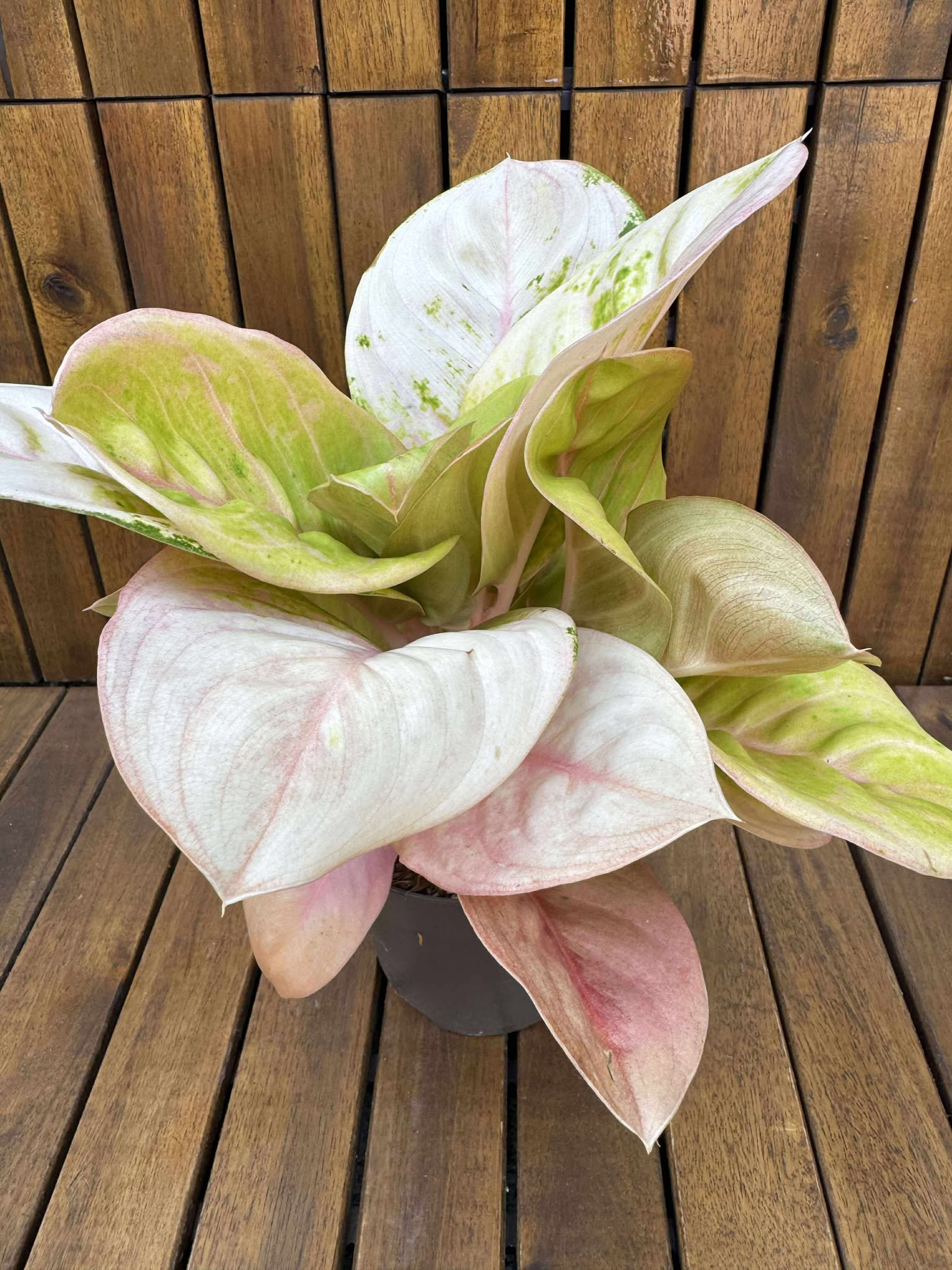 Aglaonema Pink Emerald