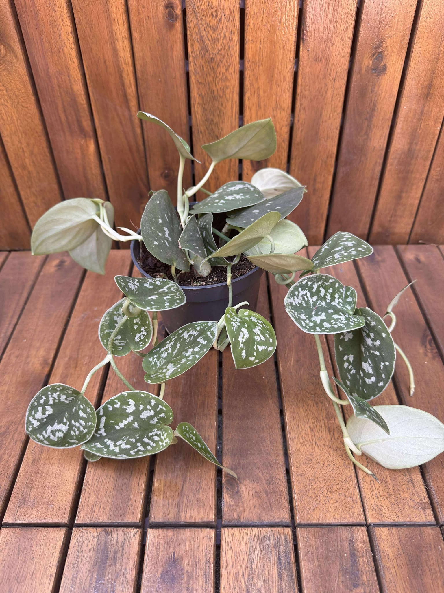 Scindapsus Trebbie