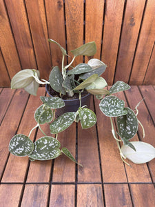 Scindapsus Trebbie
