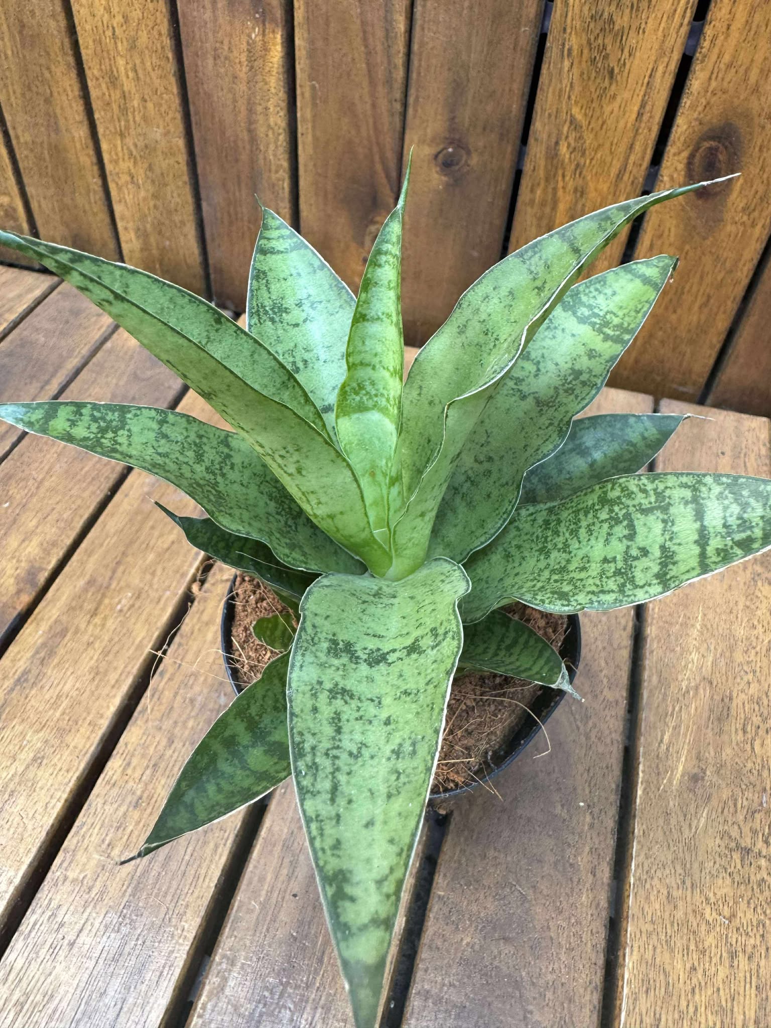 Sansevieria