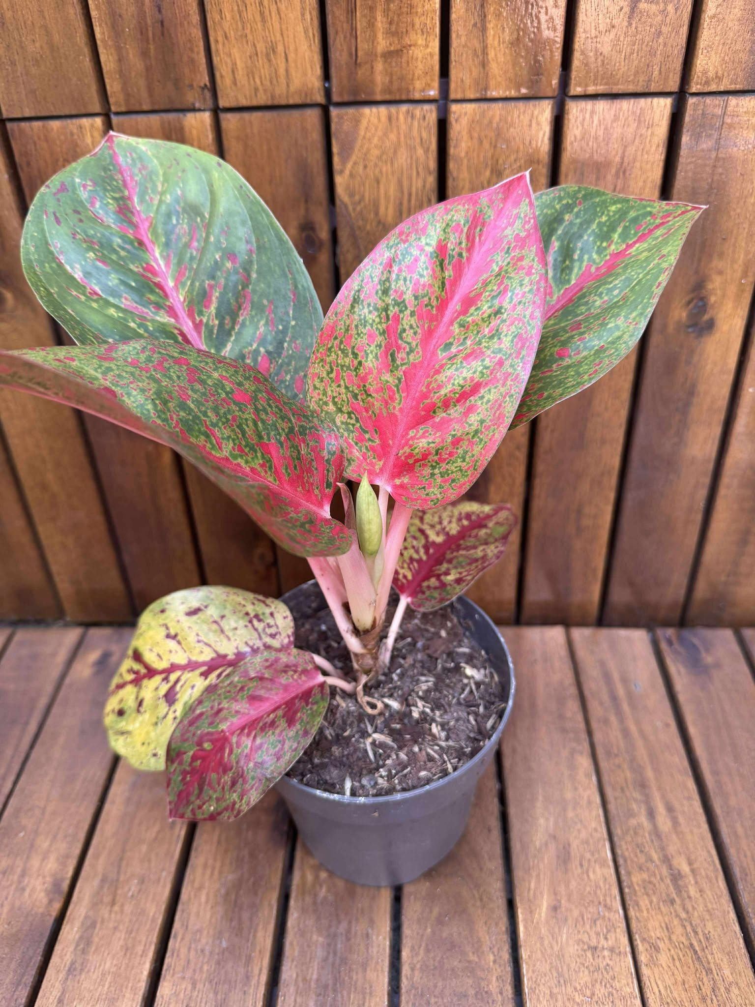Aglaonema