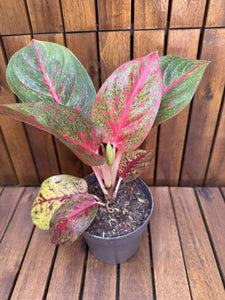 Aglaonema