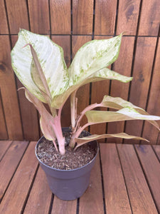 Aglaonema Charteuse