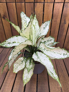 Aglaonema Snow White