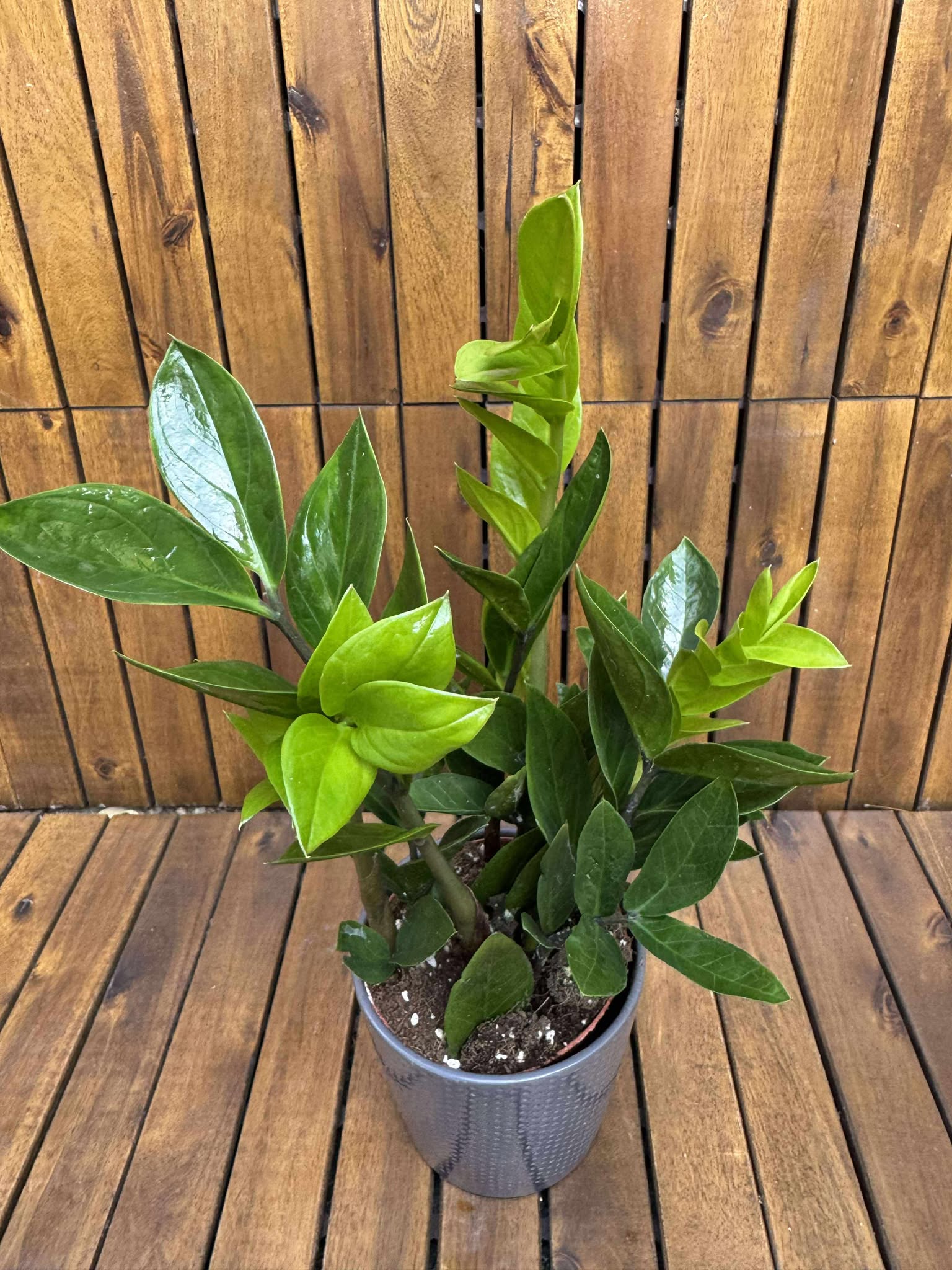 Zamioculcas