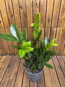 Zamioculcas
