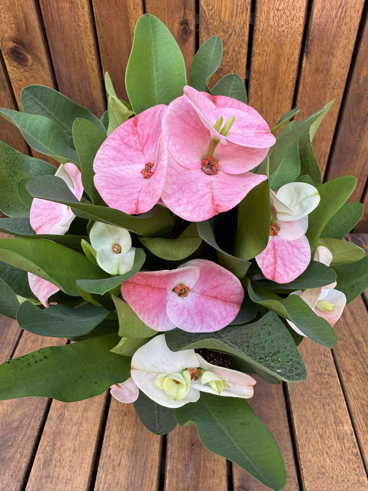 Euphorbia Milli Charlotte