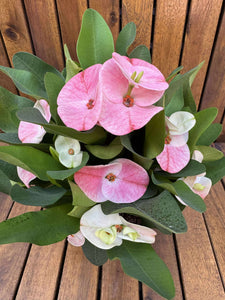 Euphorbia Milli Charlotte