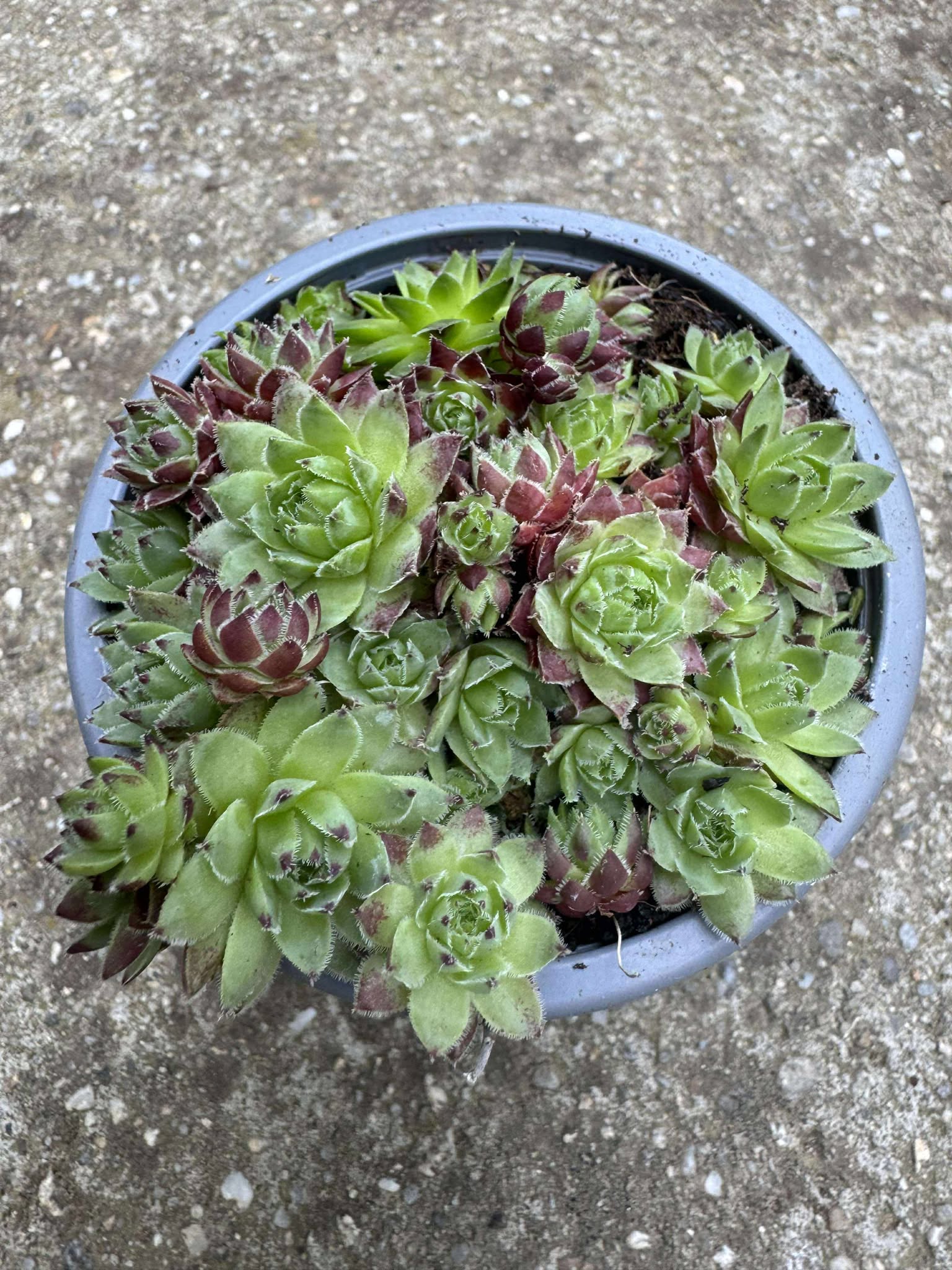 Sempervivum